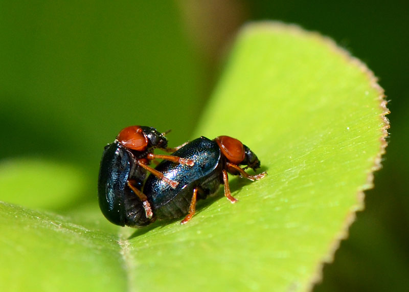 Coppia di Chrysomelidae: Smaragdina cfr salicina